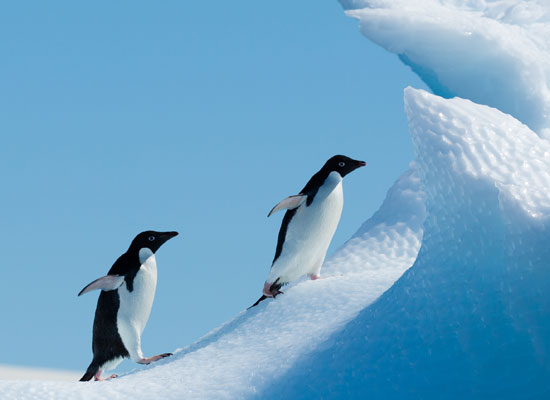 Antarctica Cruise Itineraries gallery